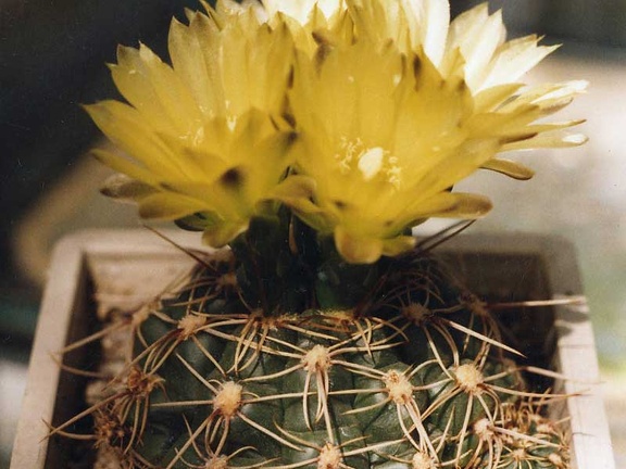 Gymnocalycium netrelianum (3668 відвідувань) Фото и растение Арлена Александровича Буренкова (Киев... Gymnocalycium netrelianum