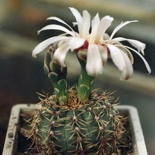 Gymnocalycium erinaceum (3275 відвідувань) Фото и растение Арлена Александровича Буренкова (Киев... Gymnocalycium erinaceum