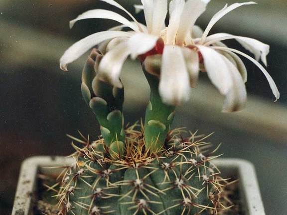 Gymnocalycium erinaceum (3270 відвідувань) Фото и растение Арлена Александровича Буренкова (Киев... Gymnocalycium erinaceum