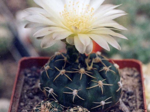 Gymnocalycium uruguayense v. Tambores (3306 відвідувань) Фото и растение Арлена Александровича Буренкова (Киев) Gymnocalycium uruguayense v. Tambores