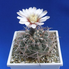 Gymnocalycium riojense ssp. paucispinum (G. asterium v. paucispinum; G. stellatum v. paucispinum) (3792 відвідувань) Фото и растение Ирины Леоновой (Одесса) Gymnocalycium riojense ssp. paucispinum (G. asterium v. paucispinum; G. stellatum v. paucispinum)