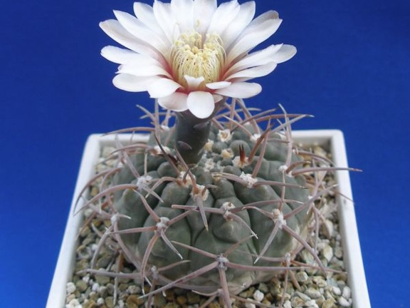 Gymnocalycium riojense ssp. paucispinum (G. asterium v. paucispinum; G. stellatum v. paucispinum) (3786 відвідувань) Фото и растение Ирины Леоновой (Одесса) Gymnocalycium riojense ssp. paucispinum (G. asterium v. paucispinum; G. stellatum v. paucispinum)