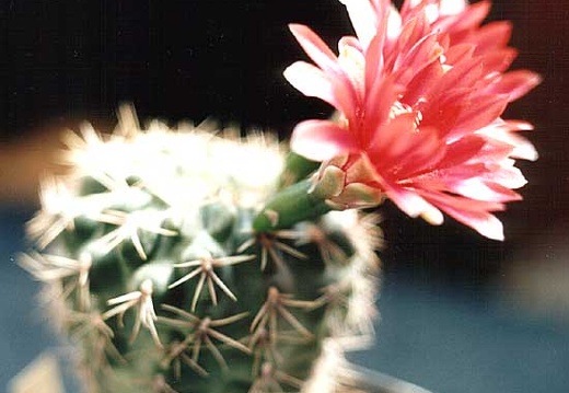 Gymnocalycium baldianum (2740 відвідувань) Gymnocalycium baldianum