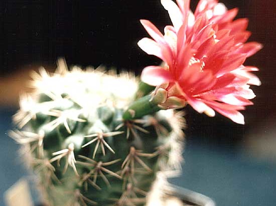 Gymnocalycium baldianum (2740 відвідувань) Gymnocalycium baldianum