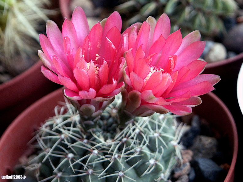 Gymnocalycium baldianum3 (2087 відвідувань) Gymnocalycium baldianum3