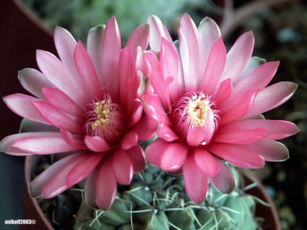 Gymnocalycium baldianum 1 (2282 відвідувань) Gymnocalycium baldianum 1