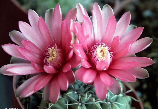 Gymnocalycium baldianum 1 (2281 відвідувань) Gymnocalycium baldianum 1