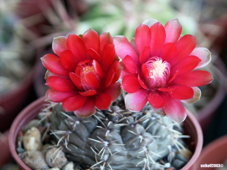 Gymnocalycium baldianum 2 (2053 відвідувань) Gymnocalycium baldianum 2