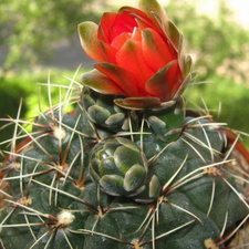 Gymnocalycium baldianum B FG
