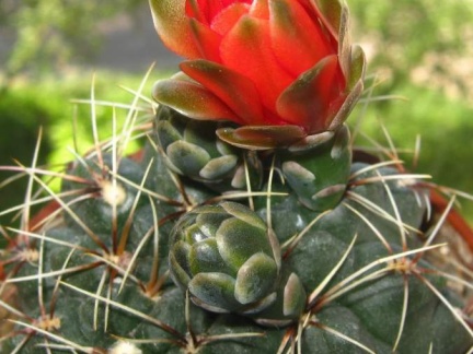 Gymnocalycium baldianum B FG (1920 відвідувань) Gymnocalycium baldianum B FG