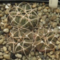 Gymnocalycium bayrianum (2673 відвідувань) Gymnocalycium bayrianum