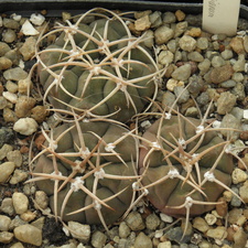 Gymnocalycium bayrianum (2673 відвідувань) Gymnocalycium bayrianum