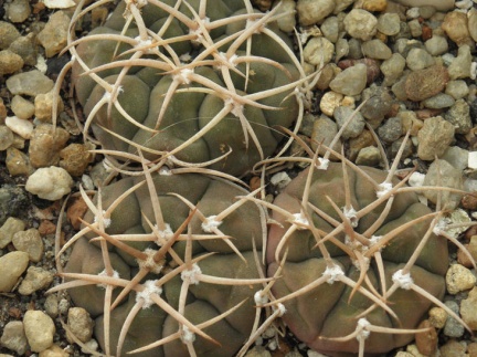 Gymnocalycium bayrianum (2671 відвідувань) Gymnocalycium bayrianum