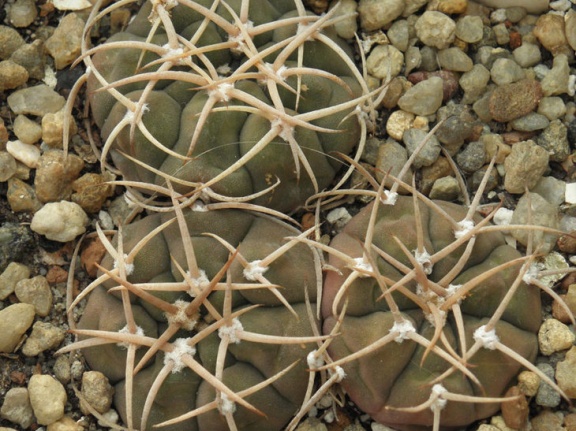 Gymnocalycium bayrianum (2673 відвідувань) Gymnocalycium bayrianum