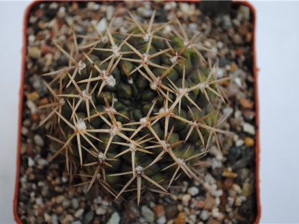 Gymnocalycium borthii WP 92-167-285 (1894 відвідувань) Gymnocalycium borthii WP 92-167-285