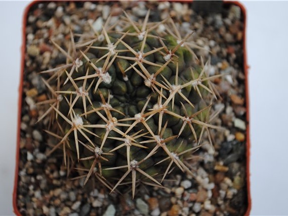 Gymnocalycium borthii WP 92-167-285 (1893 відвідувань) Gymnocalycium borthii WP 92-167-285
