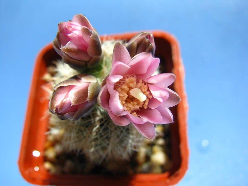Gymnocalycium_bruchii_var__niveum1.JPG