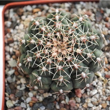 Gymnocalycium calochlorum (1919 відвідувань) Gymnocalycium calochlorum