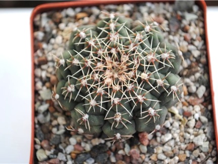 Gymnocalycium calochlorum (1911 відвідувань) Gymnocalycium calochlorum