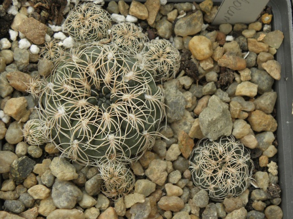 Gymnocalycium calochlorum 001