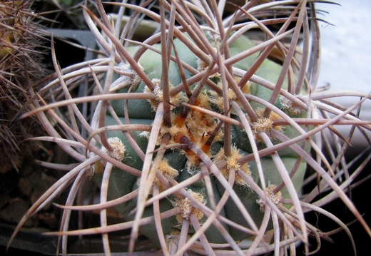 Gymnocalycium cardenasianum