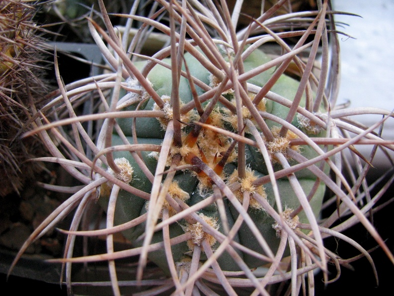 Gymnocalycium_cardenasianum.jpg