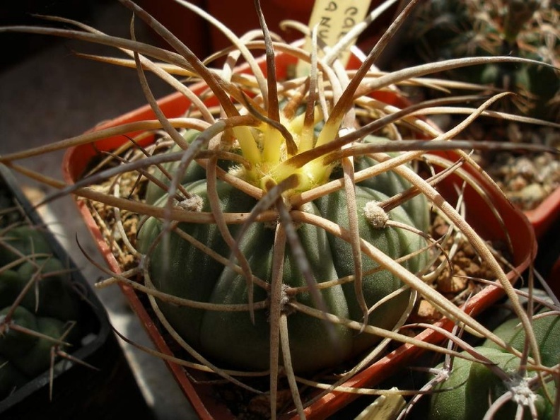 Gymnocalycium_cardenasianum_Iv.jpg