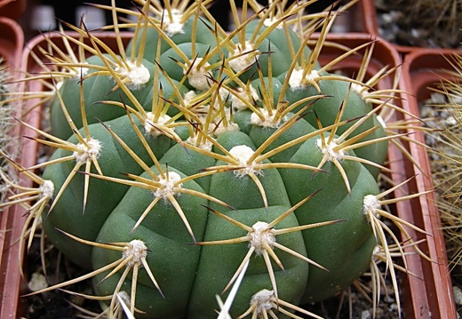 Gymnocalycium chiquitanum (2582 відвідувань) Gymnocalycium chiquitanum