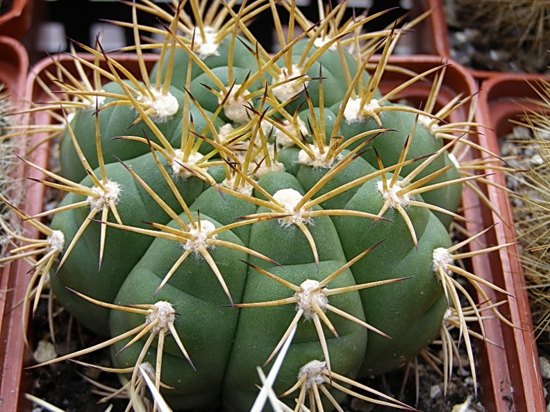 Gymnocalycium chiquitanum (2585 відвідувань) Gymnocalycium chiquitanum
