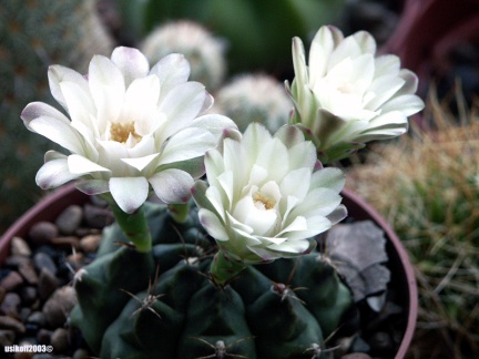 Gymnocalycium damsii (2076 відвідувань) Gymnocalycium damsii