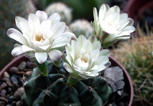 Gymnocalycium damsii (2072 відвідувань) Gymnocalycium damsii