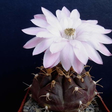 Gymnocalycium damsii Pechersky (2013 відвідувань) Gymnocalycium damsii Pechersky