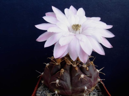 Gymnocalycium damsii Pechersky (2016 відвідувань) Gymnocalycium damsii Pechersky