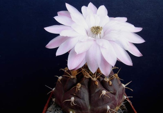Gymnocalycium damsii Pechersky (2010 відвідувань) Gymnocalycium damsii Pechersky