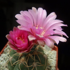 Gymnocalycium denudatum cv Jan Schuba (1876 відвідувань) Gymnocalycium denudatum cv Jan Schuba