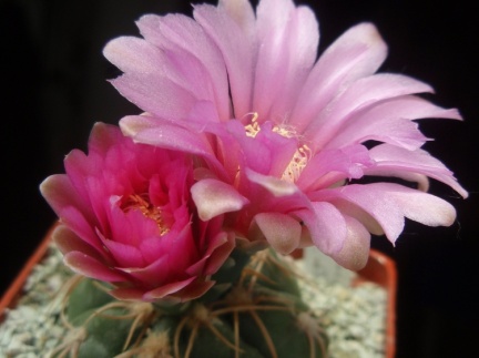 Gymnocalycium denudatum cv Jan Schuba (1877 відвідувань) Gymnocalycium denudatum cv Jan Schuba