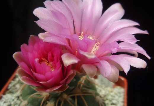 Gymnocalycium denudatum cv Jan Schuba (1876 відвідувань) Gymnocalycium denudatum cv Jan Schuba