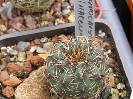 Gymnocalycium erinaceum (2501 відвідувань) Gymnocalycium erinaceum
