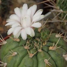 Gymnocalycium eurypleurum (2430 відвідувань) Gymnocalycium eurypleurum