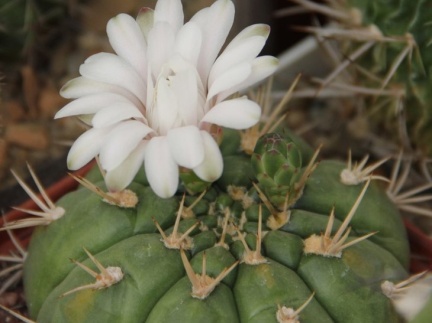 Gymnocalycium eurypleurum (2432 відвідувань) Gymnocalycium eurypleurum