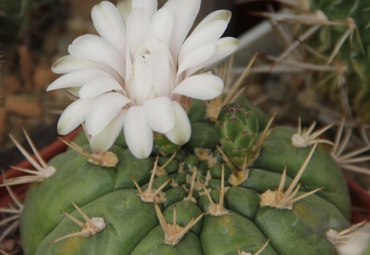 Gymnocalycium eurypleurum (2423 відвідувань) Gymnocalycium eurypleurum