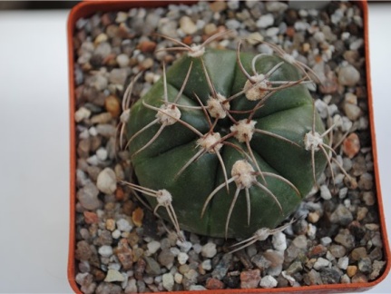 Gymnocalycium fleischerianum HU 304 (2039 відвідувань) Gymnocalycium fleischerianum HU 304