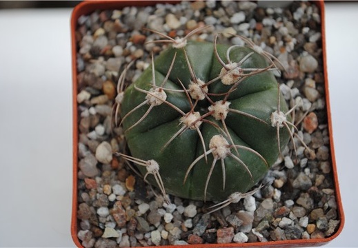 Gymnocalycium fleischerianum HU 304 (2038 відвідувань) Gymnocalycium fleischerianum HU 304