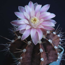 Gymnocalycium friedrichii1Pechersky (1984 відвідувань) Gymnocalycium friedrichii1Pechersky