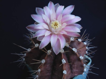 Gymnocalycium friedrichii1Pechersky (1987 відвідувань) Gymnocalycium friedrichii1Pechersky