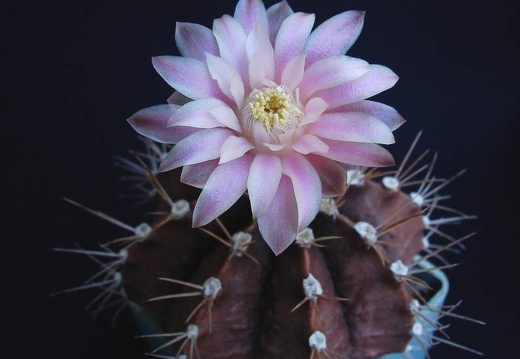 Gymnocalycium friedrichii1Pechersky (1984 відвідувань) Gymnocalycium friedrichii1Pechersky