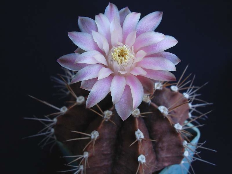 Gymnocalycium_friedrichii1Pechersky.jpg