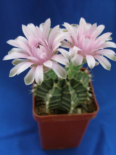 Gymnocalycium_friedrichii_Lira.JPG