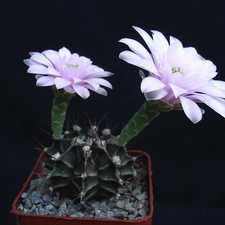 Gymnocalycium friedrichii Pechersky (1862 відвідувань) Gymnocalycium friedrichii Pechersky