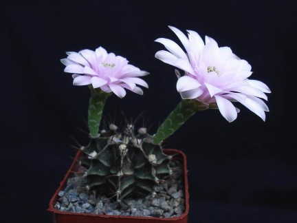 Gymnocalycium friedrichii Pechersky (1863 відвідувань) Gymnocalycium friedrichii Pechersky